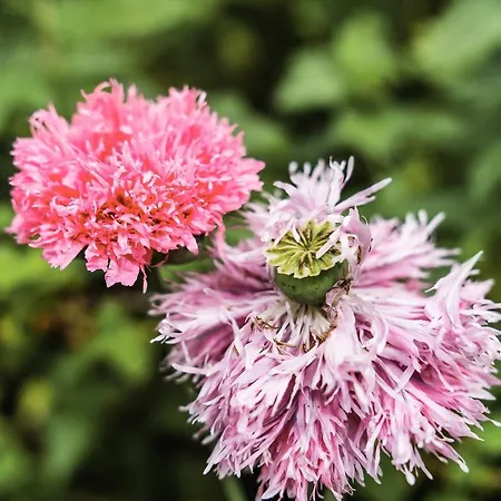 Bed & Breakfast Kasteel Baexem