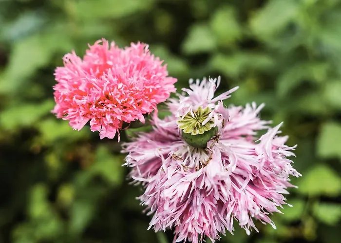 Bed & Breakfast Kasteel Baexem
